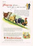 Budweiser Lager Beer