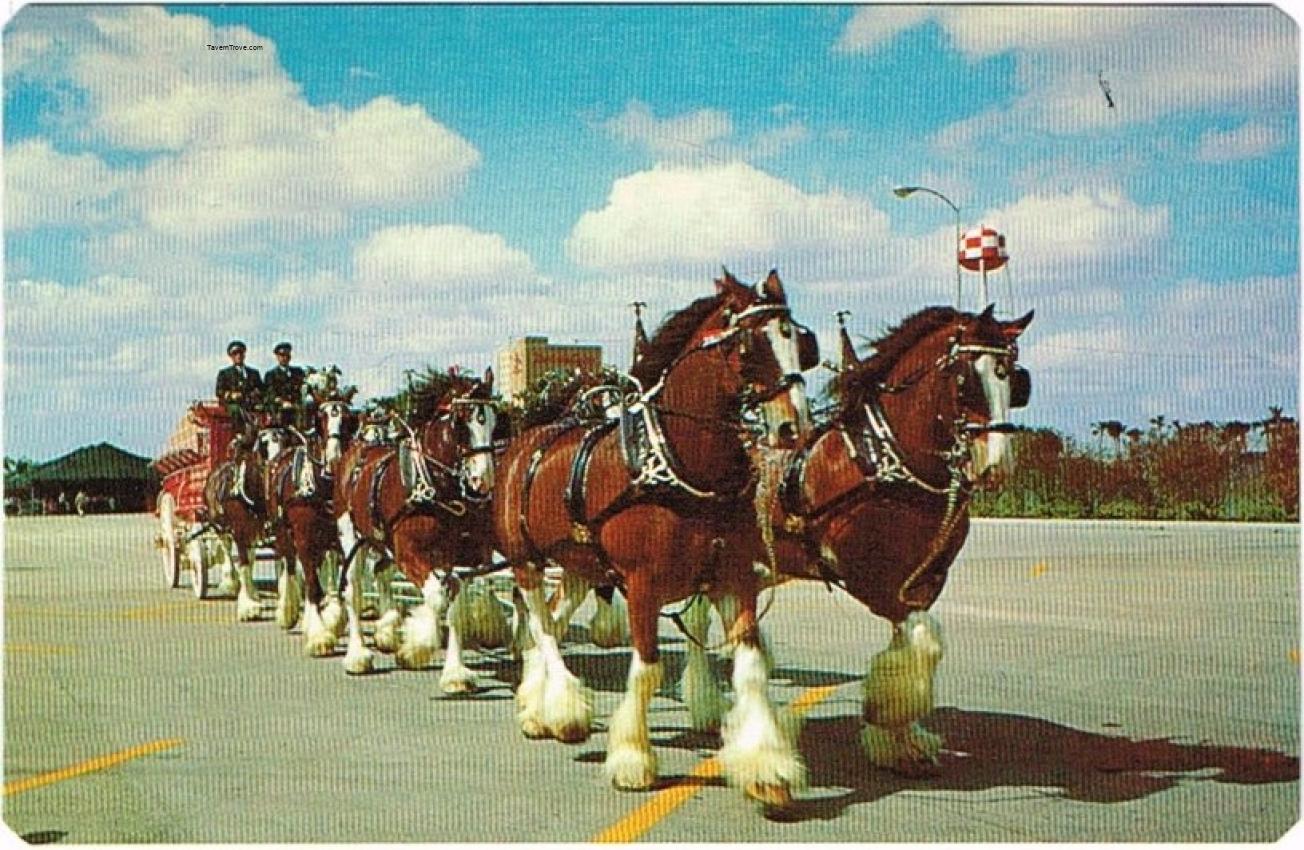 Budweiser Clydesdales at Busch Gardens