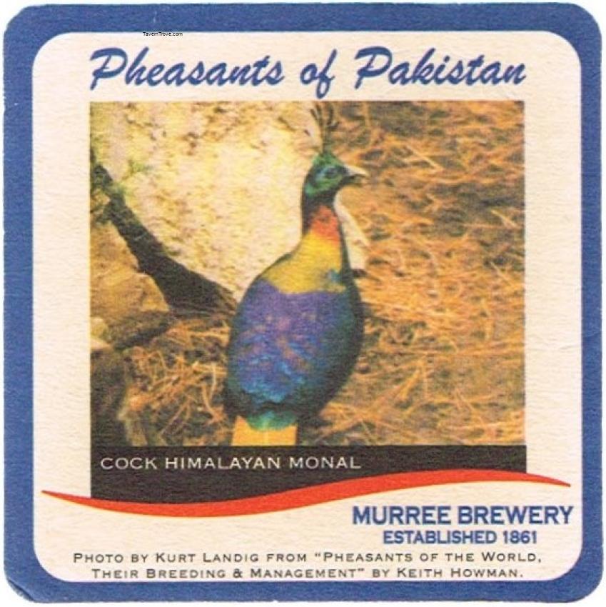 Murree Brewery Cock Himalayan Monal Pheasant
